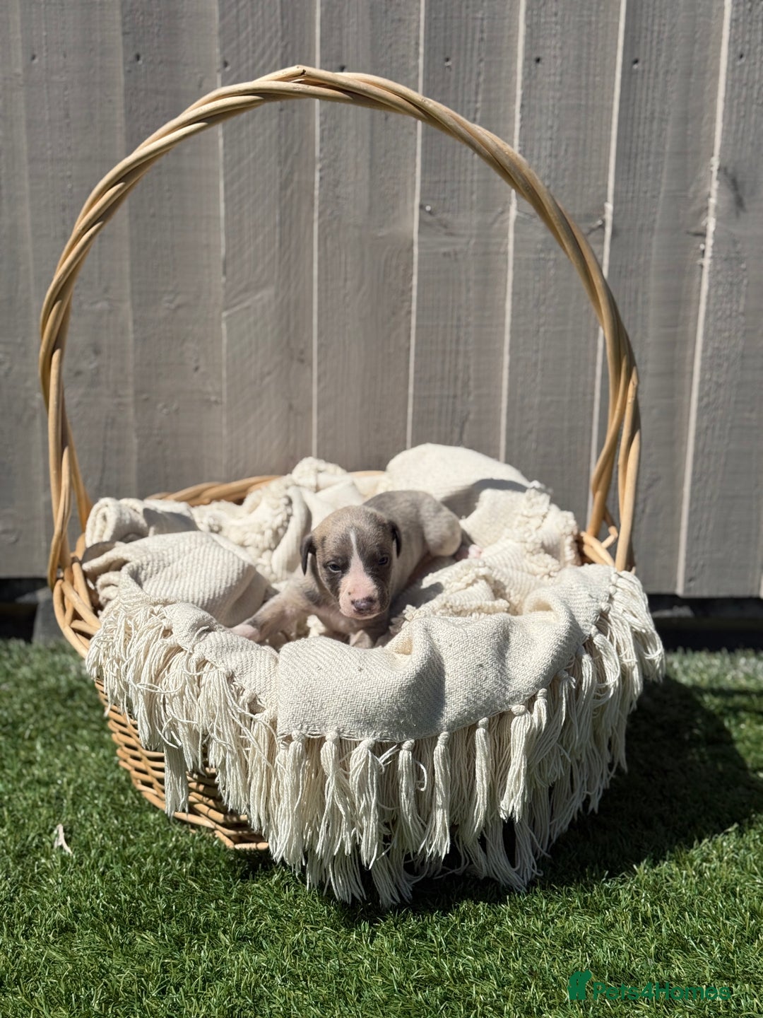 Whippet dogs for sale: Beautiful pedigree whippet puppies  - Image 8