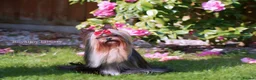 Yorkshire Terrier dogs for sale: Adorable tiny girl KC Reg 💕 - Advert 5