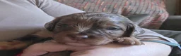 Cavapoochon dogs for sale: Beautiful health tested Cavapoo puppies - Advert 29