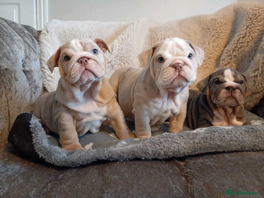 English Bulldog dogs for sale: KC Registered English Bulldogs  in Bristol - Advert 1