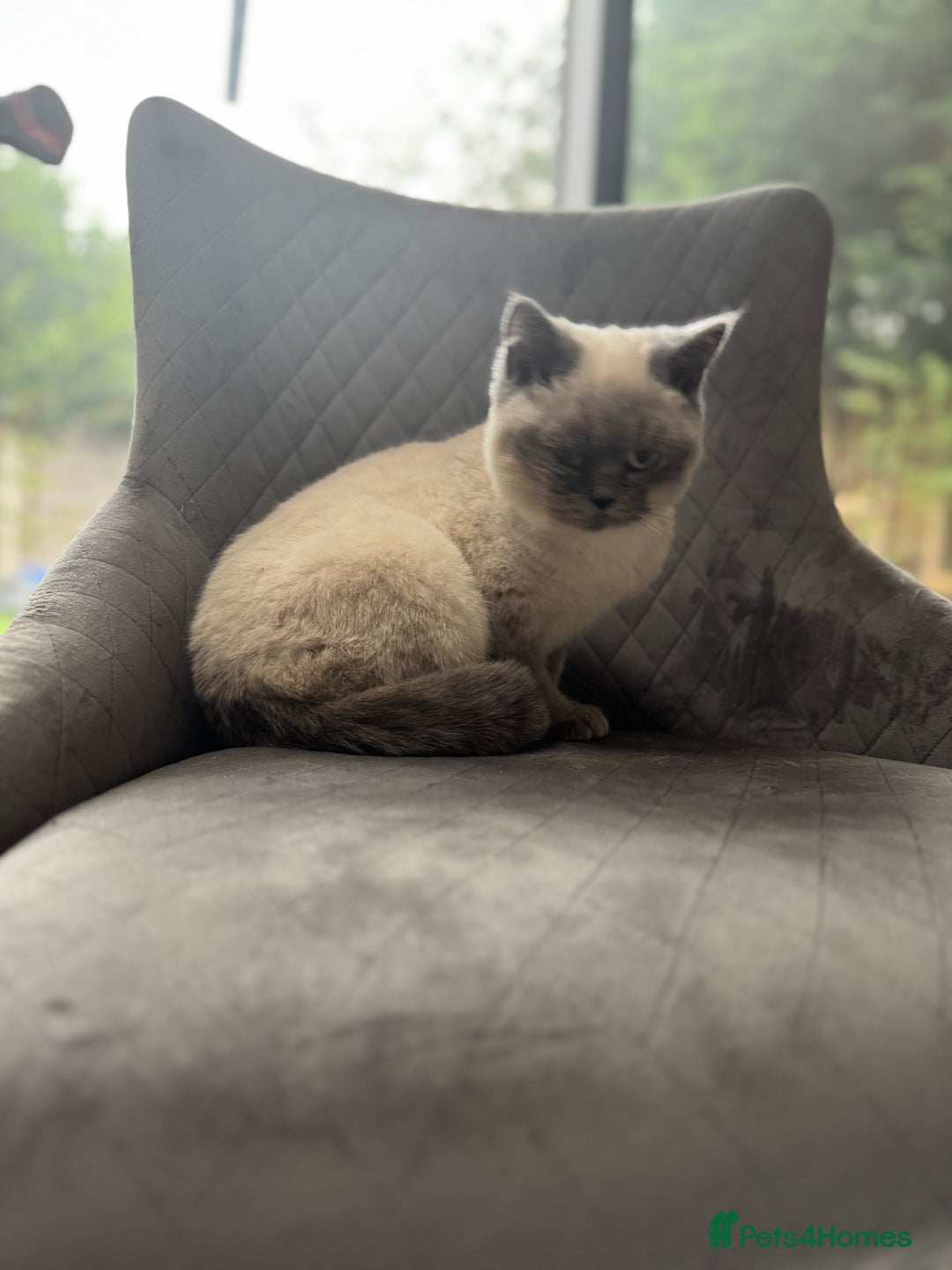British Shorthair cats for sale: RARE opportunity stunning GCCF ACTIVE 11mnt BSH🩷 - Image 4