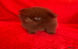 Pomeranian dogs for sale: 3 CHOCOLATE BROWN BEAR POMERANIAN PUPPY’S - Image 6