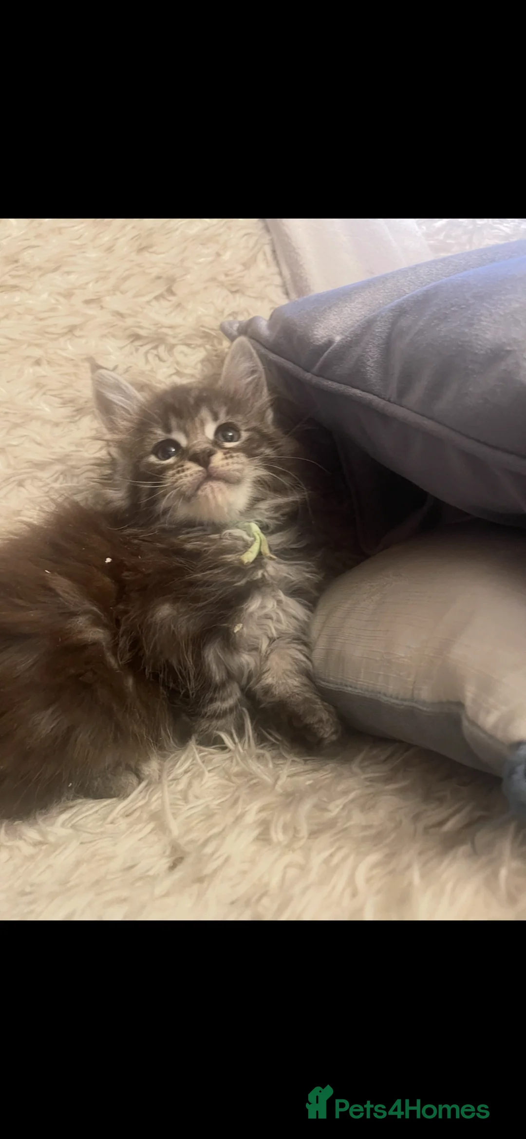 Maine Coon cats for sale: Maine coon - Advert 2