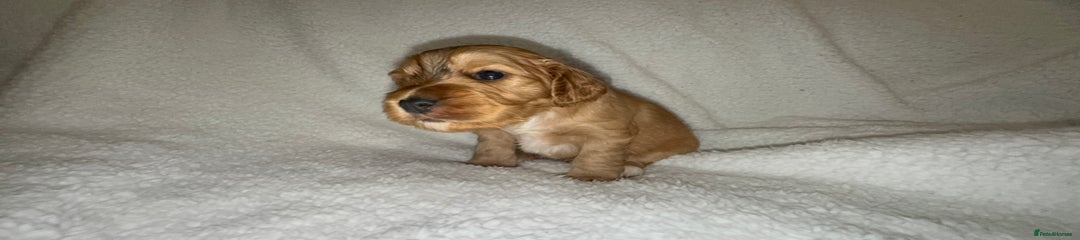 Cocker Spaniel Puppy 4