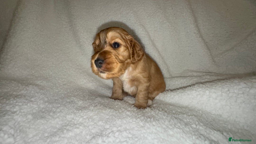 Cocker Spaniel dogs for sale: Show cocker spaniel pups ready 4th November  - Image 13