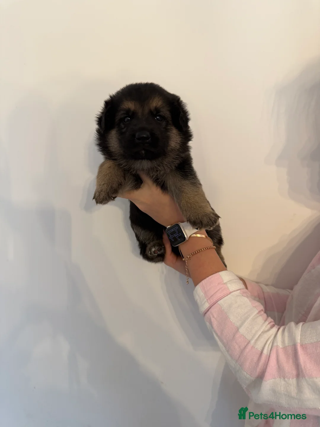 German Shepherd dogs for sale: German Shepherd Puppies - Advert 13