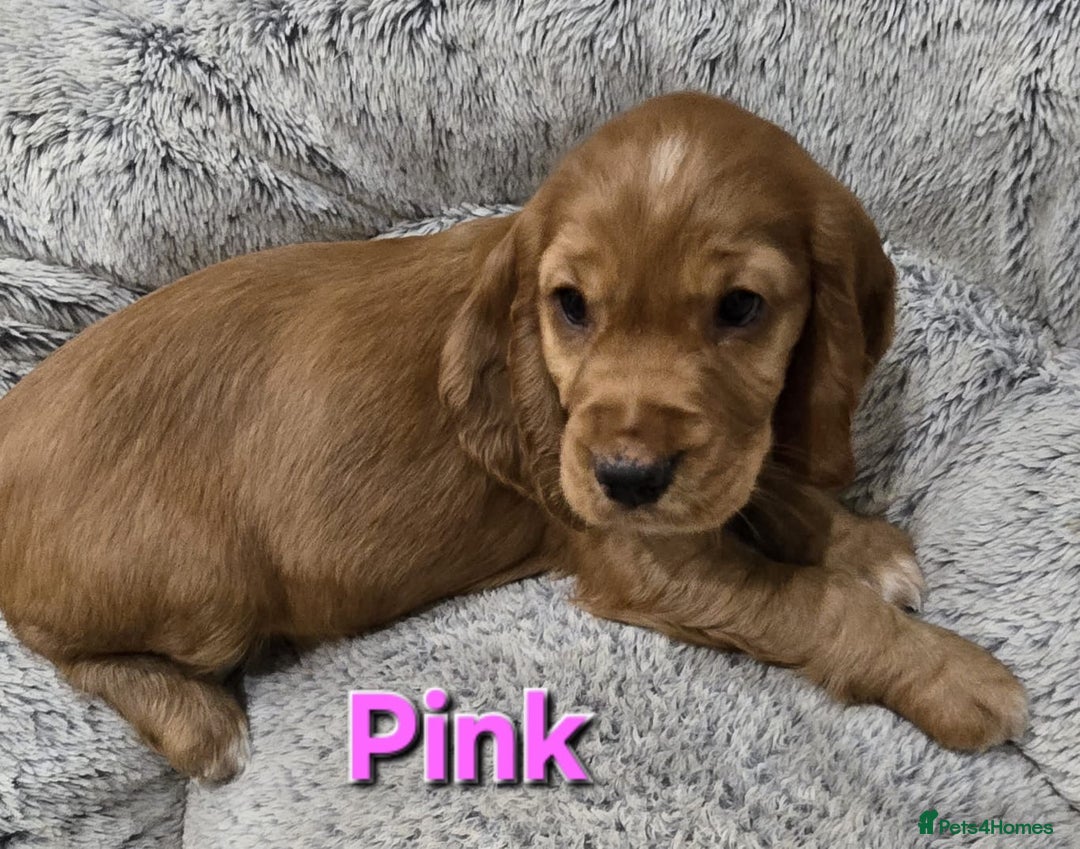 Cocker Spaniel dogs for sale: 🐾 Adorable Cocker Spaniel Puppies for Sale! 🐾 - Image 4