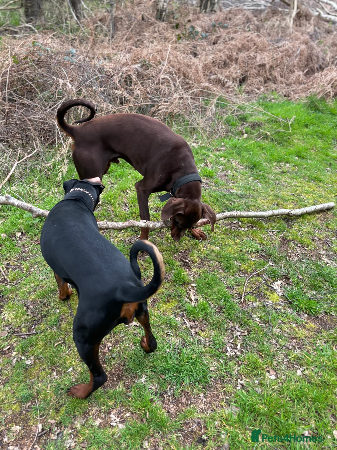Dobermann dogs for sale: Draco and Sugar  - Advert 3