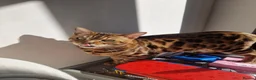 Bengal cats for sale: Bengal boy for sale in West Drayton - Advert 1