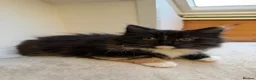 Mixed Breed cats for sale: Kittens for good homes - Advert 35