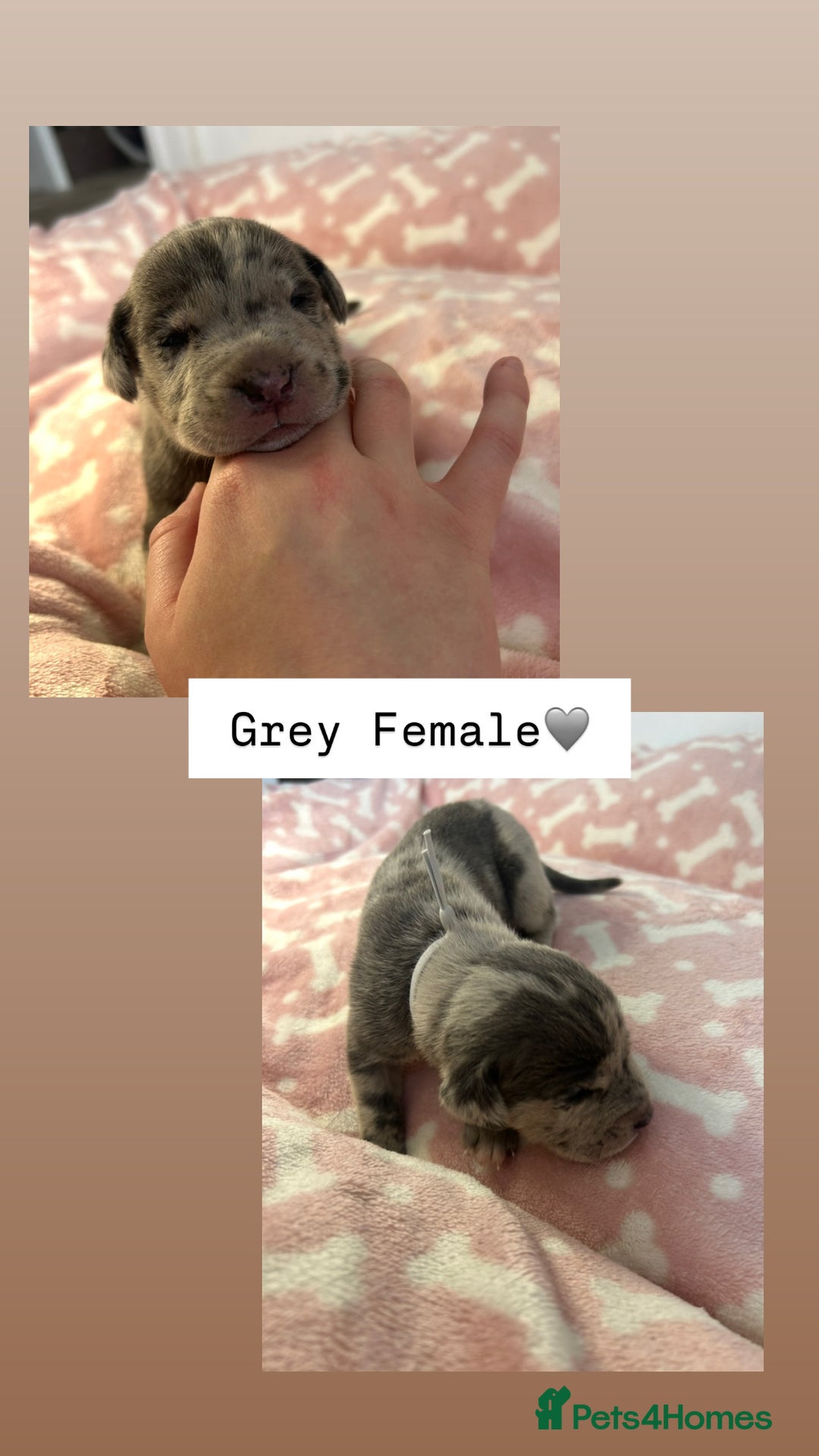 Mixed Breed dogs for sale: Stunning mastiff pups🐾 - Image 11