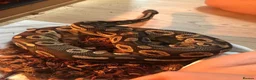 Python Snake reptiles for sale: Two royal pythons  in Watlington - Advert 2