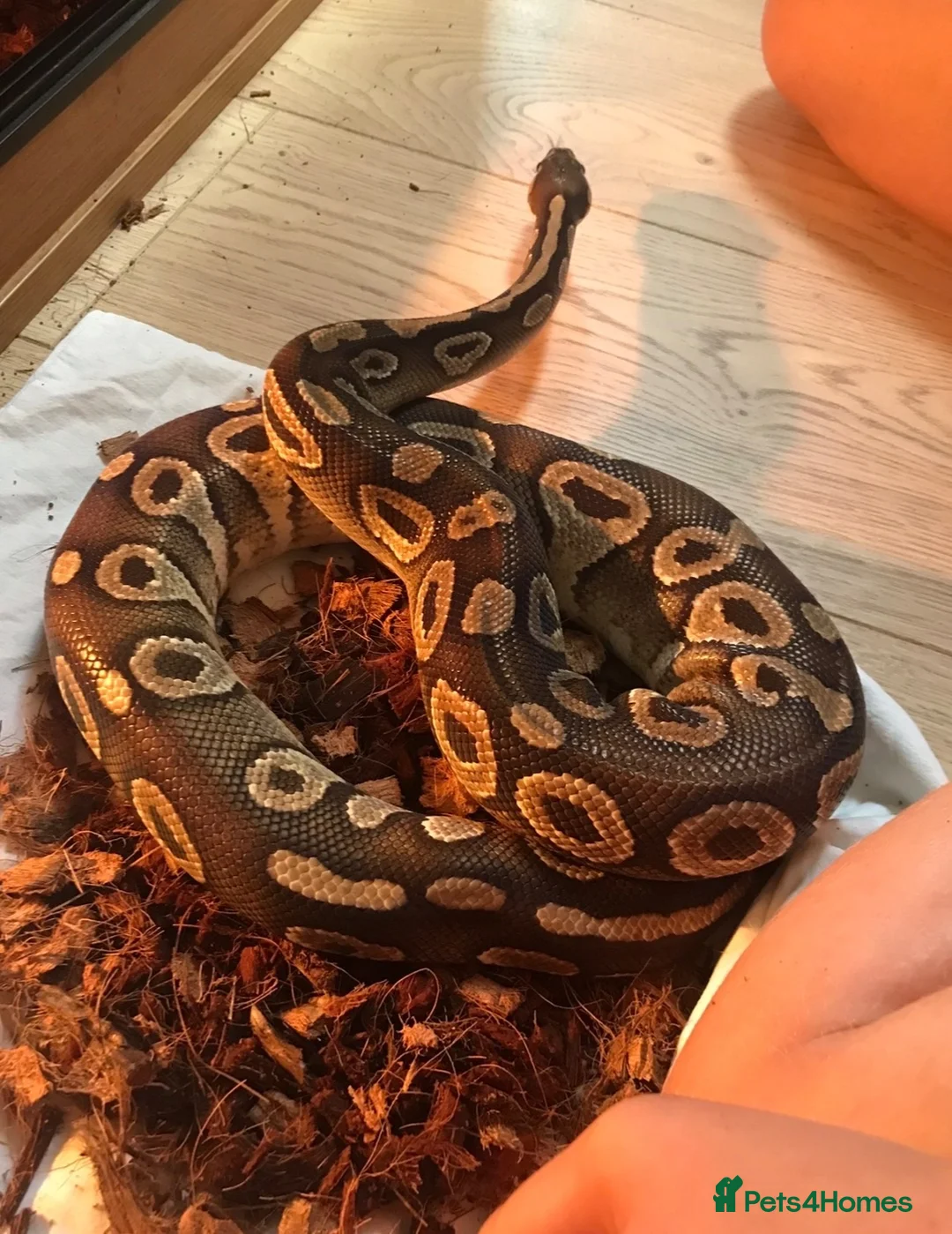 Python Snake reptiles for sale: Two royal pythons  in Watlington - Advert 2