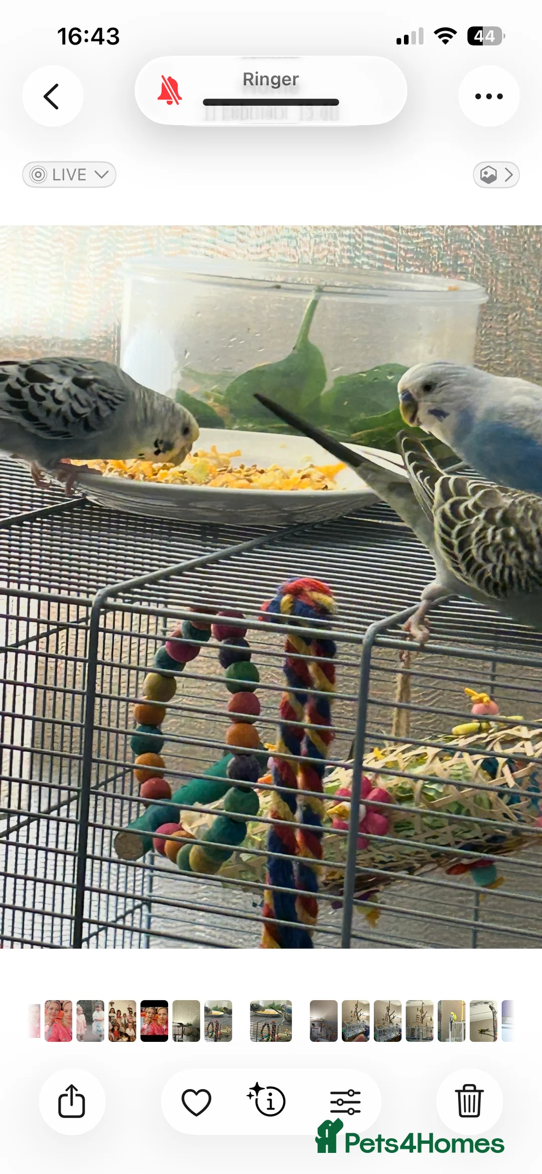 Budgerigars birds for sale: Make and female bonded pair  in Runcorn - Advert 3