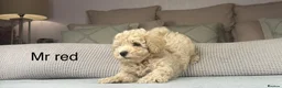 Maltipoo dogs for sale: GORGEOUS MALTIPOOS. BOYS ONLY - Advert 10