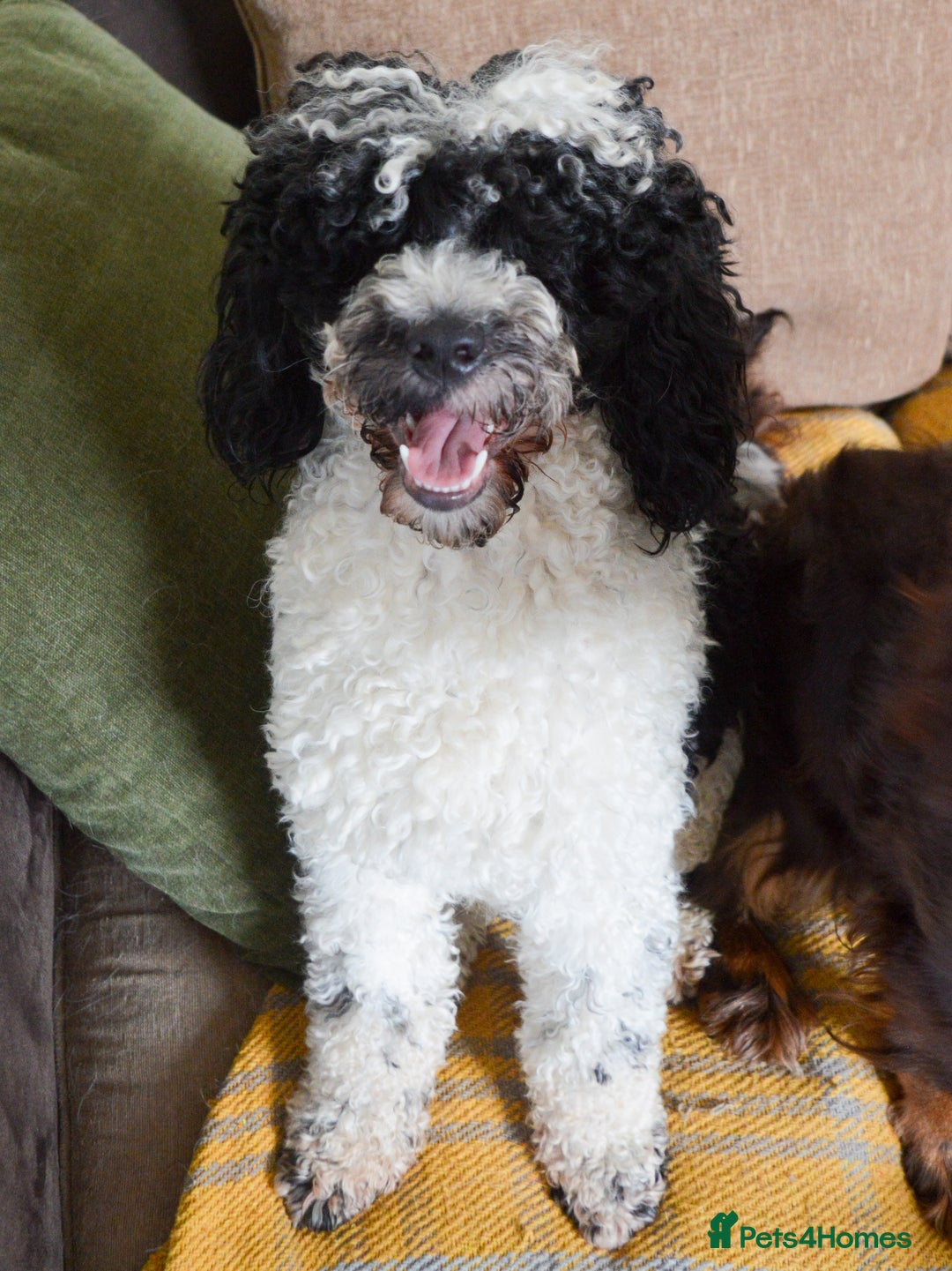 Miniature Poodle dogs for stud: Gorgeous Parti Miniature Poodle - Advert 29