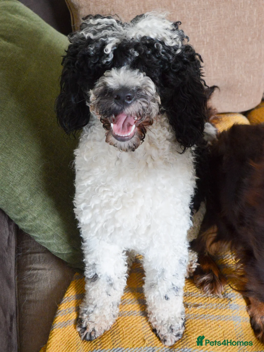 Miniature Poodle dogs for stud: Gorgeous Parti Miniature Poodle - Advert 29