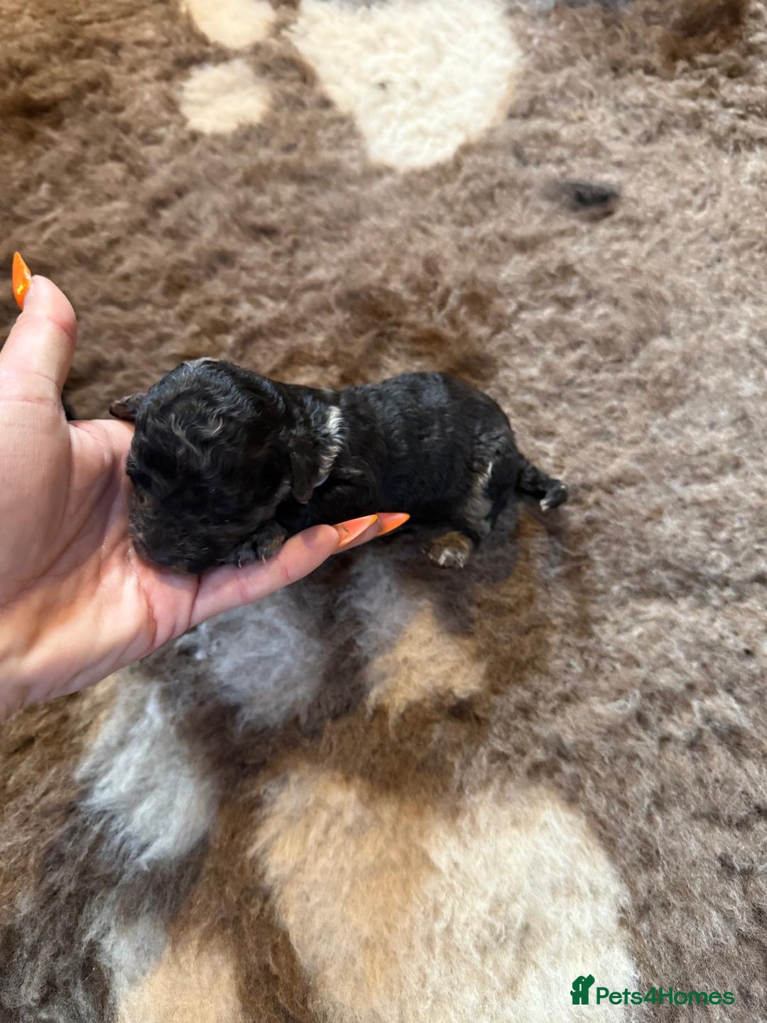 Toy Poodle dogs for sale: Pedigree Toy Poodle puppies, DNA tested parents - Image 29