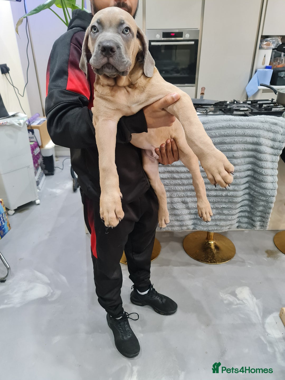Cane Corso dogs for sale: Cane Corso Puppies in Wolverhampton - Image 12