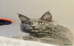 Maine Coon cats for sale: 🔥*Stunning Litter of 8💎Solid Blue Maine Coon*🔥  - Image 32