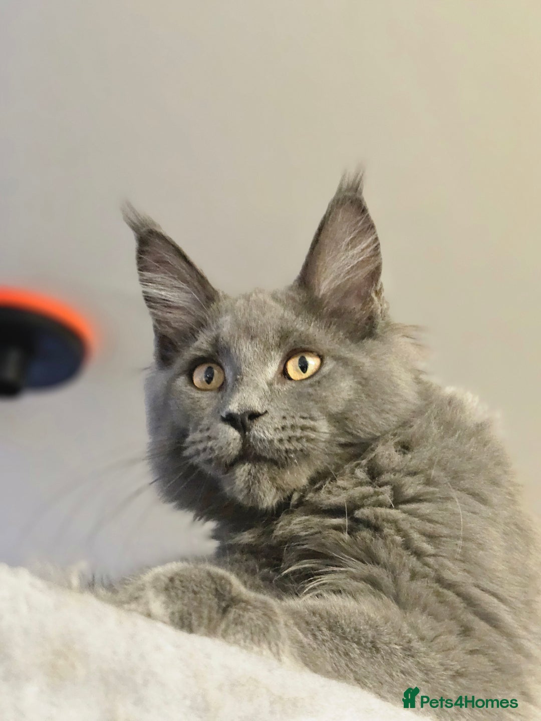 Maine Coon cats for sale: 🔥*Stunning Litter of 8💎Solid Blue Maine Coon*🔥  - Image 32