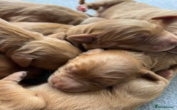 Mini Goldendoodle dogs for sale: Mini GoldenDoodle Puppies - Image 8