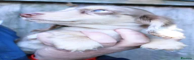 Miniature Dachshund 2