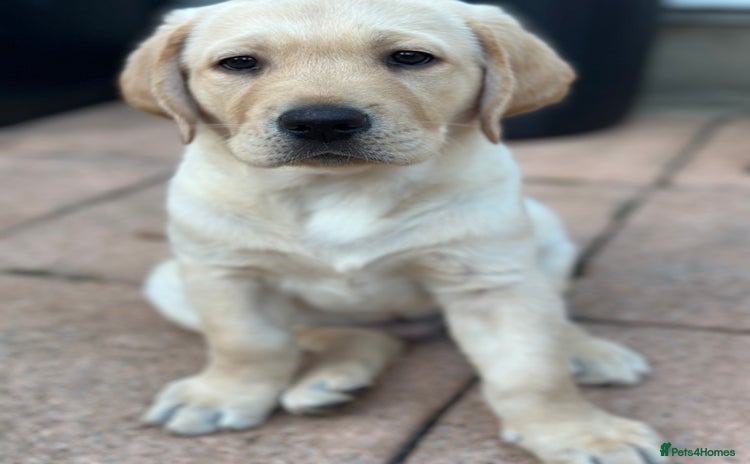 Labrador Retriever dogs - Advert 2