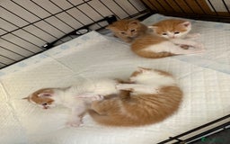 Mixed Breed cats for sale: Gorgeous ginger n mixed colour kittens - Image 24