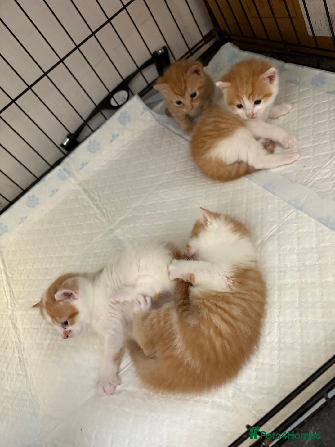 Mixed Breed cats for sale: Gorgeous ginger n mixed colour kittens - Image 24