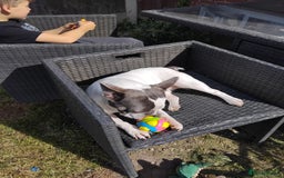 French Bulldog dogs for sale: French bulldogs  - Image 3