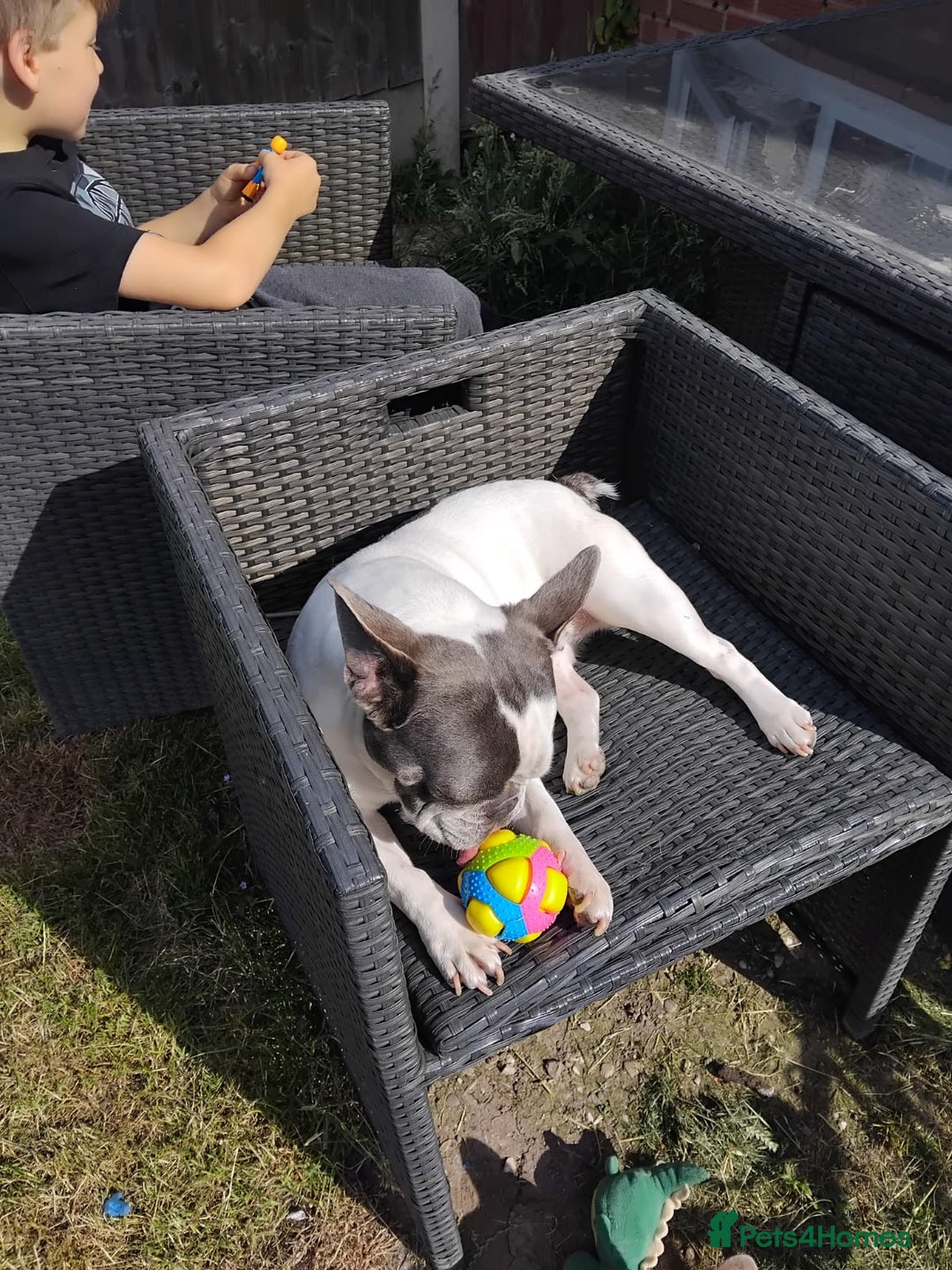 French Bulldog dogs for sale: French bulldogs  - Image 3