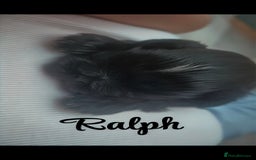 Shih Tzu dogs for sale: Imperial Shihtzu puppies - Image 3