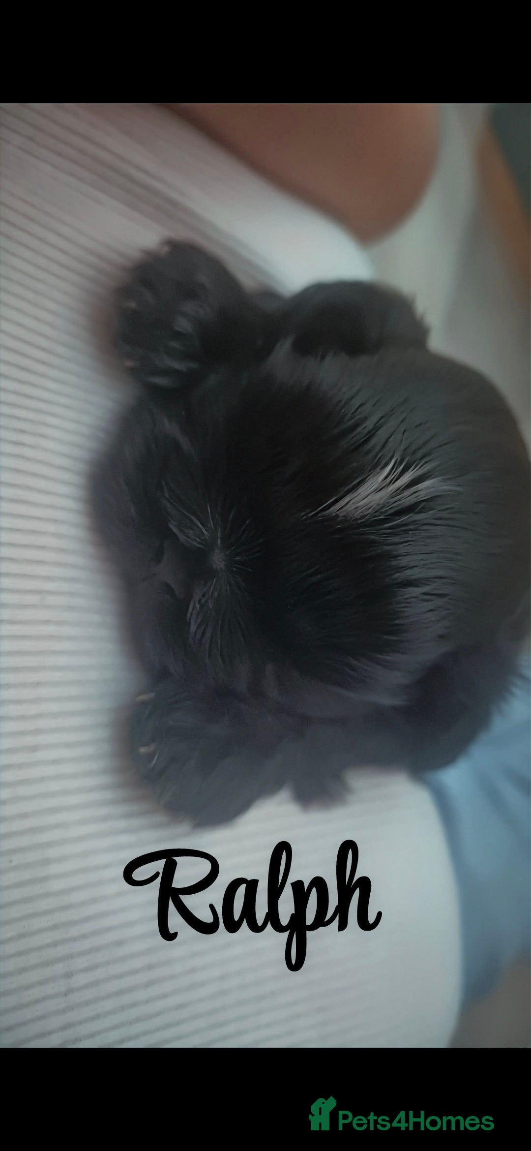 Shih Tzu dogs for sale: Imperial Shihtzu puppies - Image 3