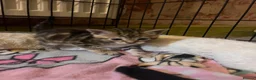 Bengal cats for sale: Beagle x  - Advert 6