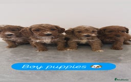 Cockapoo dogs for sale: Cockapoo puppies looking for homes 🏠  - Image 2