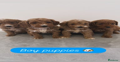 Cockapoo dogs - Advert 16