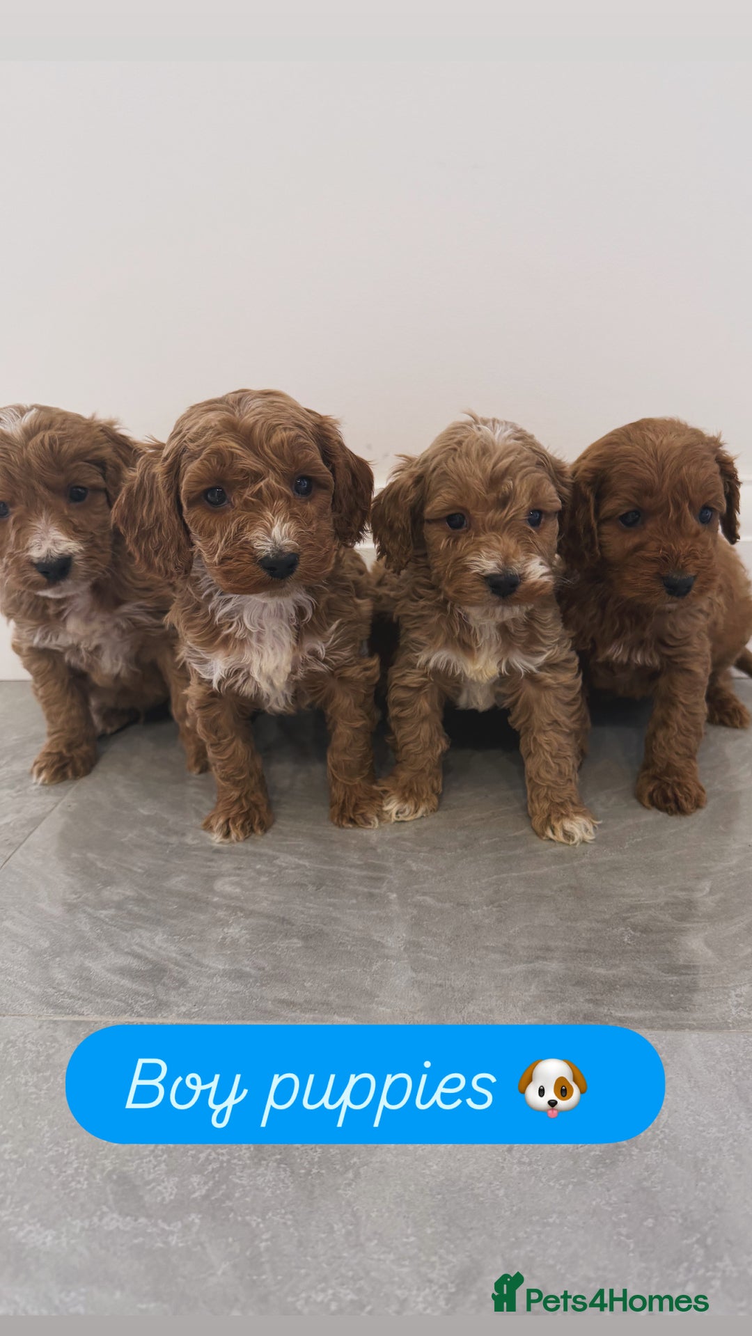 Cockapoo dogs for sale: Cockapoo puppies looking for homes 🏠  - Image 2