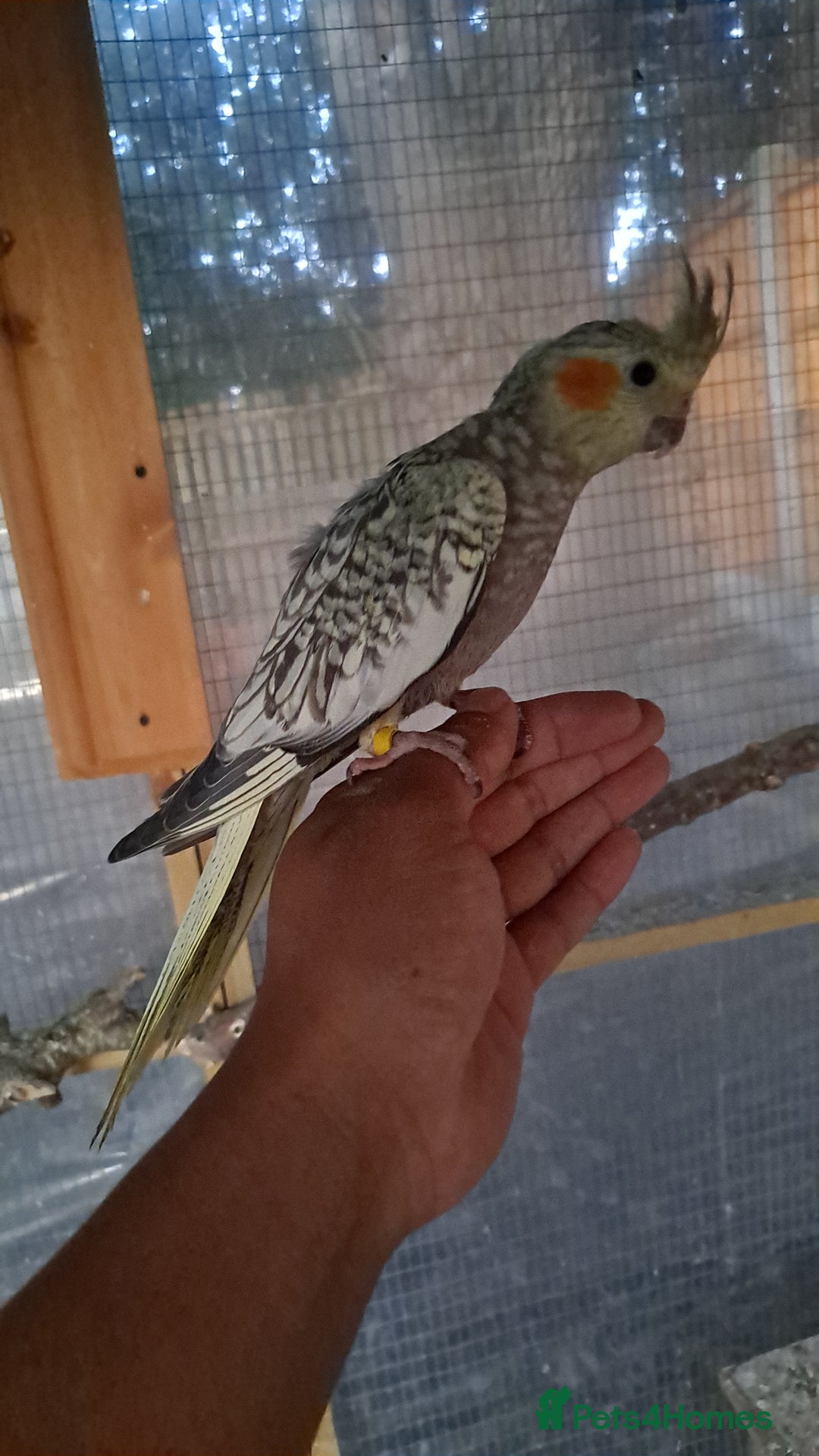 Cockatiels birds for sale: Hand tamed baby cockatiels for sale  - Image 4