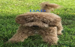 Cavapoo dogs for sale: F1b Teddy bear cavapoos Red & Apricot ❤️🧡 - Advert 11