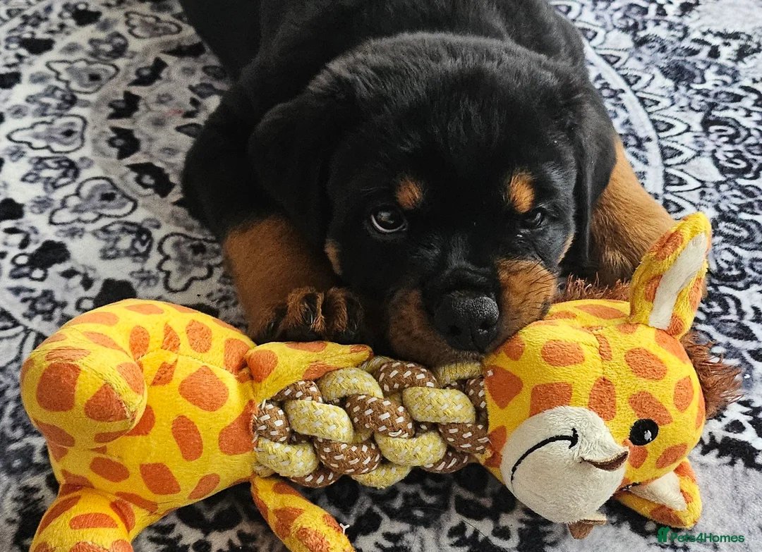 Rottweiler dogs for sale: Show Quality KC reg. rottweiler puppy  - Advert 1