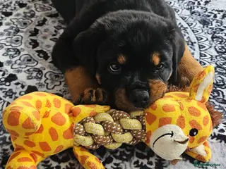 Rottweiler dogs 9 weeks old female KC reg. rottweiler puppy - Advert 1