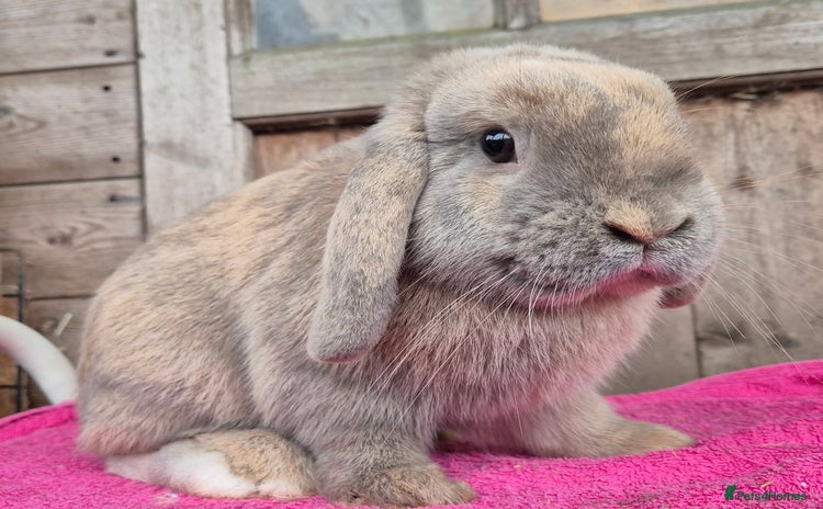 Mini Lop rabbits Mini lops & lion head.  see description.  - Advert 7
