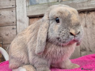 Mini Lop rabbits Mini lops & lion head. see description. - Advert 1