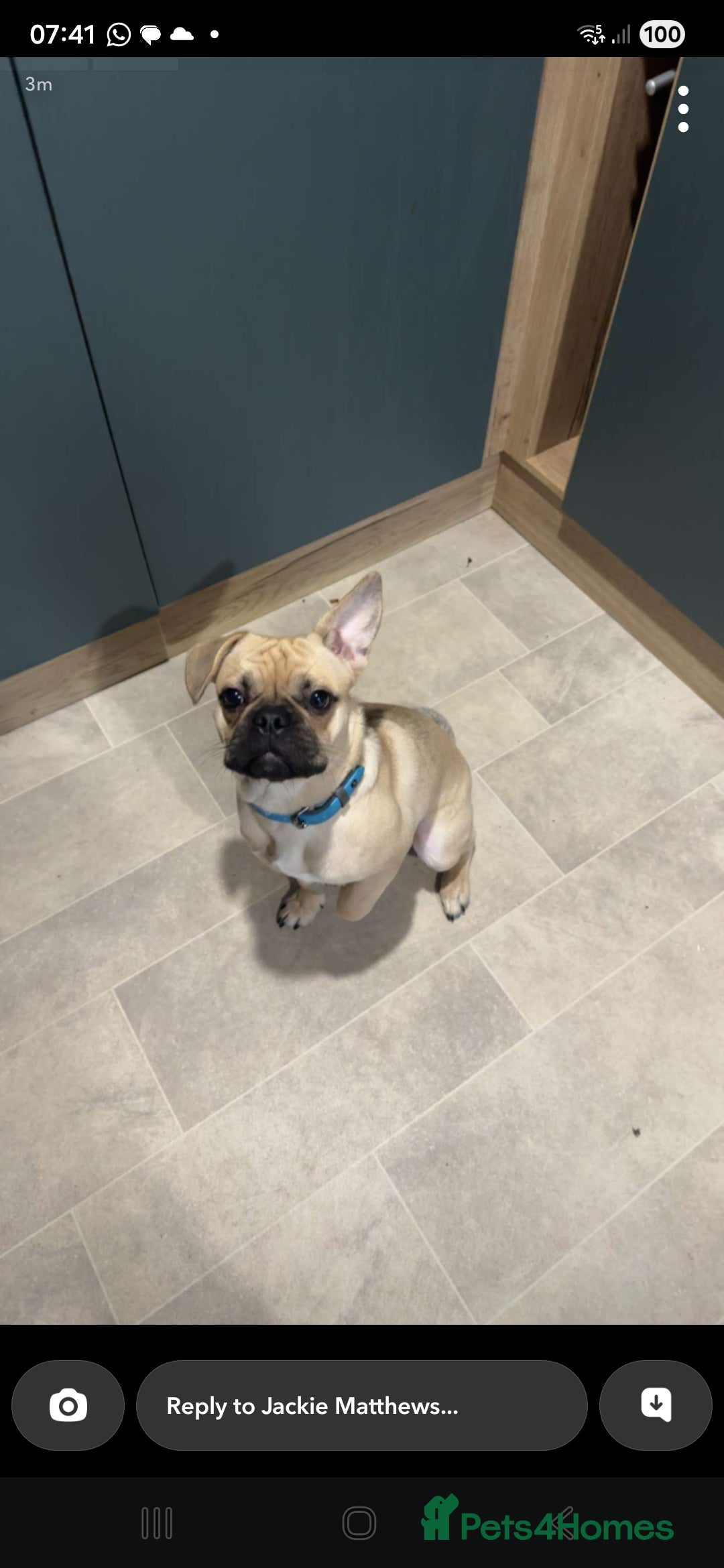 Mixed Breed dogs for sale: Bear for rehome - Advert 5