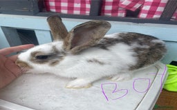 French Lop rabbits for sale: Baby rabbits  - Image 5