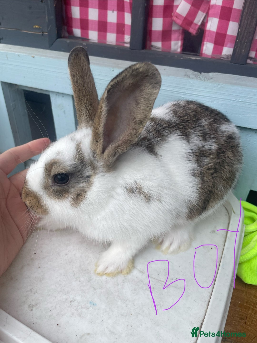 French Lop rabbits for sale: Baby rabbits  - Image 5