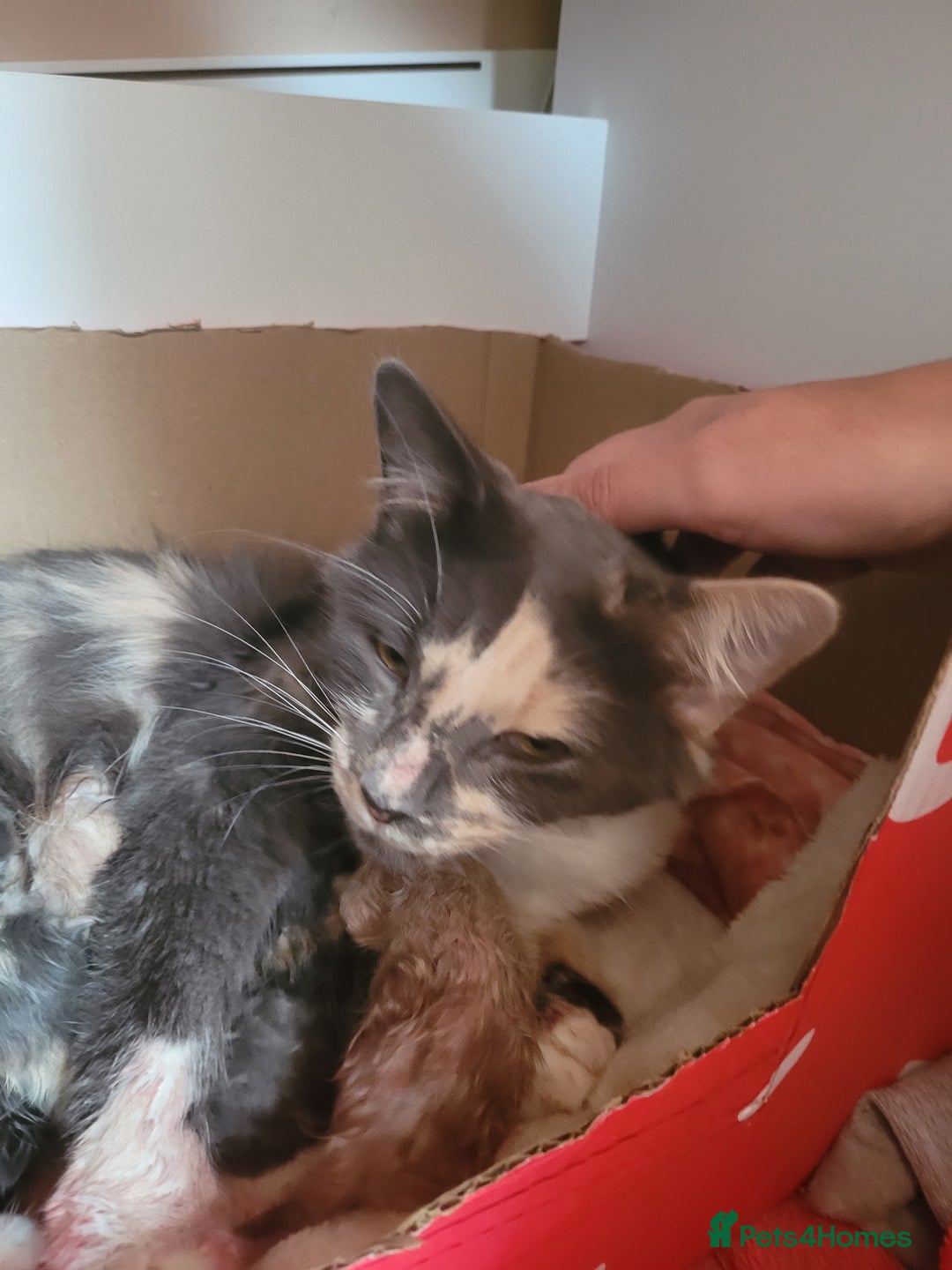 Maine Coon cats for sale: Maine coon X persian kittens  - Advert 2