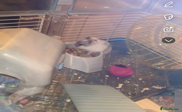 Hamster rodents for sale - Advert 2