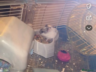 Hamster rodents - Advert 20